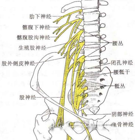 坐骨神经痛的症状坐骨神经痛的治疗方法红会